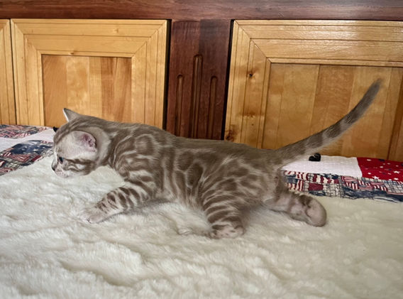 Moonshine Bengals: Silver bengal kitten, adventure bengal cats, hypoallergenic cat breeds,Moonshine Bengals is a bengal cat breeder in Idaho specializing high quality silvers. Family raised, socialized, TICA registered bengal kittens. Sepia Bengal Cat, Solid snow bengal, Silver Charcoal Bengal cat breeder, specialized silver bengal cat breeder, Idaho bengal cat breeder, Bengal Cat Breeders in Idaho, Bengal cat breeders in Wyoming, Bengal Cat breeders in Utah, Bengal kittens for sale in Idaho, Bengal kittens for sale, Bengal kittens for sale in Wyoming, Bengal kittens for sale in Utah, top rated silver bengal cat breeders in US, silver snow charcoal bengal kittens,Moonshine Bengals is a bengal cat breeder in Idaho specializing high quality silvers. Family raised, socialized, TICA registered bengal kittens. Sepia Bengal Cat, Solid snow bengal, Silver Charcoal Bengal cat breeder, specialized silver bengal cat breeder, Idaho bengal cat breeder, Bengal Cat Breeders in Idaho, Bengal cat breeders in Wyoming, Bengal Cat breeders in Utah, Bengal kittens for sale in Idaho, Bengal kittens for sale, Bengal kittens for sale in Wyoming, Bengal kittens for sale in Utah, top rated silver bengal cat breeders in US, silver snow charcoal bengal kittens