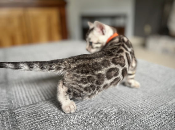 Moonshine Bengals: Silver bengal kitten, adventure bengal cats, hypoallergenic cat breeds,Moonshine Bengals is a bengal cat breeder in Idaho specializing high quality silvers. Family raised, socialized, TICA registered bengal kittens. Sepia Bengal Cat, Solid snow bengal, Silver Charcoal Bengal cat breeder, specialized silver bengal cat breeder, Idaho bengal cat breeder, Bengal Cat Breeders in Idaho, Bengal cat breeders in Wyoming, Bengal Cat breeders in Utah, Bengal kittens for sale in Idaho, Bengal kittens for sale, Bengal kittens for sale in Wyoming, Bengal kittens for sale in Utah, top rated silver bengal cat breeders in US, silver snow charcoal bengal kittens,Moonshine Bengals is a bengal cat breeder in Idaho specializing high quality silvers. Family raised, socialized, TICA registered bengal kittens. Sepia Bengal Cat, Solid snow bengal, Silver Charcoal Bengal cat breeder, specialized silver bengal cat breeder, Idaho bengal cat breeder, Bengal Cat Breeders in Idaho, Bengal cat breeders in Wyoming, Bengal Cat breeders in Utah, Bengal kittens for sale in Idaho, Bengal kittens for sale, Bengal kittens for sale in Wyoming, Bengal kittens for sale in Utah, top rated silver bengal cat breeders in US, silver snow charcoal bengal kittens