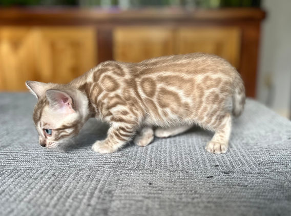 Moonshine Bengals: Silver bengal kitten, adventure bengal cats, hypoallergenic cat breeds,Moonshine Bengals is a bengal cat breeder in Idaho specializing high quality silvers. Family raised, socialized, TICA registered bengal kittens. Sepia Bengal Cat, Solid snow bengal, Silver Charcoal Bengal cat breeder, specialized silver bengal cat breeder, Idaho bengal cat breeder, Bengal Cat Breeders in Idaho, Bengal cat breeders in Wyoming, Bengal Cat breeders in Utah, Bengal kittens for sale in Idaho, Bengal kittens for sale, Bengal kittens for sale in Wyoming, Bengal kittens for sale in Utah, top rated silver bengal cat breeders in US, silver snow charcoal bengal kittens,Moonshine Bengals is a bengal cat breeder in Idaho specializing high quality silvers. Family raised, socialized, TICA registered bengal kittens. Sepia Bengal Cat, Solid snow bengal, Silver Charcoal Bengal cat breeder, specialized silver bengal cat breeder, Idaho bengal cat breeder, Bengal Cat Breeders in Idaho, Bengal cat breeders in Wyoming, Bengal Cat breeders in Utah, Bengal kittens for sale in Idaho, Bengal kittens for sale, Bengal kittens for sale in Wyoming, Bengal kittens for sale in Utah, top rated silver bengal cat breeders in US, silver snow charcoal bengal kittens