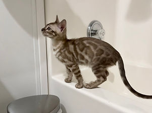 Mr. Finley - Silver Charcoal Snow Sepia Bengal Cat