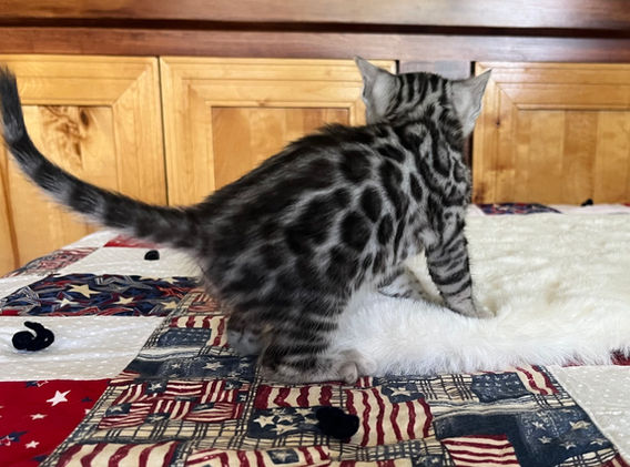 Moonshine Bengals: Silver bengal kitten, adventure bengal cats, hypoallergenic cat breeds,Moonshine Bengals is a bengal cat breeder in Idaho specializing high quality silvers. Family raised, socialized, TICA registered bengal kittens. Sepia Bengal Cat, Solid snow bengal, Silver Charcoal Bengal cat breeder, specialized silver bengal cat breeder, Idaho bengal cat breeder, Bengal Cat Breeders in Idaho, Bengal cat breeders in Wyoming, Bengal Cat breeders in Utah, Bengal kittens for sale in Idaho, Bengal kittens for sale, Bengal kittens for sale in Wyoming, Bengal kittens for sale in Utah, top rated silver bengal cat breeders in US, silver snow charcoal bengal kittens,Moonshine Bengals is a bengal cat breeder in Idaho specializing high quality silvers. Family raised, socialized, TICA registered bengal kittens. Sepia Bengal Cat, Solid snow bengal, Silver Charcoal Bengal cat breeder, specialized silver bengal cat breeder, Idaho bengal cat breeder, Bengal Cat Breeders in Idaho, Bengal cat breeders in Wyoming, Bengal Cat breeders in Utah, Bengal kittens for sale in Idaho, Bengal kittens for sale, Bengal kittens for sale in Wyoming, Bengal kittens for sale in Utah, top rated silver bengal cat breeders in US, silver snow charcoal bengal kittens