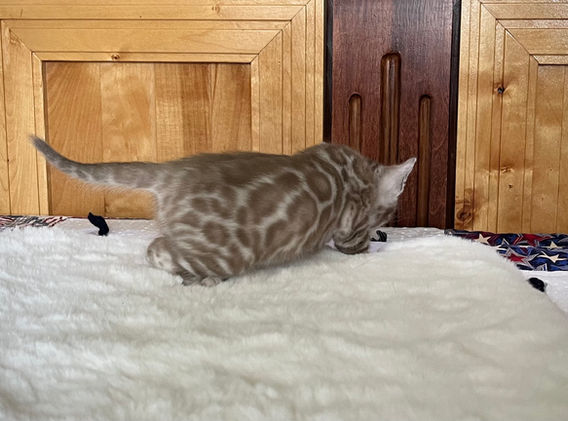 Moonshine Bengals: Silver bengal kitten, adventure bengal cats, hypoallergenic cat breeds,Moonshine Bengals is a bengal cat breeder in Idaho specializing high quality silvers. Family raised, socialized, TICA registered bengal kittens. Sepia Bengal Cat, Solid snow bengal, Silver Charcoal Bengal cat breeder, specialized silver bengal cat breeder, Idaho bengal cat breeder, Bengal Cat Breeders in Idaho, Bengal cat breeders in Wyoming, Bengal Cat breeders in Utah, Bengal kittens for sale in Idaho, Bengal kittens for sale, Bengal kittens for sale in Wyoming, Bengal kittens for sale in Utah, top rated silver bengal cat breeders in US, silver snow charcoal bengal kittens,Moonshine Bengals is a bengal cat breeder in Idaho specializing high quality silvers. Family raised, socialized, TICA registered bengal kittens. Sepia Bengal Cat, Solid snow bengal, Silver Charcoal Bengal cat breeder, specialized silver bengal cat breeder, Idaho bengal cat breeder, Bengal Cat Breeders in Idaho, Bengal cat breeders in Wyoming, Bengal Cat breeders in Utah, Bengal kittens for sale in Idaho, Bengal kittens for sale, Bengal kittens for sale in Wyoming, Bengal kittens for sale in Utah, top rated silver bengal cat breeders in US, silver snow charcoal bengal kittens