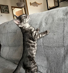 JiJi - Smoke Bengal Kitten, Silver Melanistic Bengal Cat