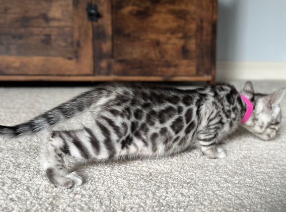 Moonshine Bengals: Silver bengal kitten, adventure bengal cats, hypoallergenic cat breeds,Moonshine Bengals is a bengal cat breeder in Idaho specializing high quality silvers. Family raised, socialized, TICA registered bengal kittens. Sepia Bengal Cat, Solid snow bengal, Silver Charcoal Bengal cat breeder, specialized silver bengal cat breeder, Idaho bengal cat breeder, Bengal Cat Breeders in Idaho, Bengal cat breeders in Wyoming, Bengal Cat breeders in Utah, Bengal kittens for sale in Idaho, Bengal kittens for sale, Bengal kittens for sale in Wyoming, Bengal kittens for sale in Utah, top rated silver bengal cat breeders in US, silver snow charcoal bengal kittens,Moonshine Bengals is a bengal cat breeder in Idaho specializing high quality silvers. Family raised, socialized, TICA registered bengal kittens. Sepia Bengal Cat, Solid snow bengal, Silver Charcoal Bengal cat breeder, specialized silver bengal cat breeder, Idaho bengal cat breeder, Bengal Cat Breeders in Idaho, Bengal cat breeders in Wyoming, Bengal Cat breeders in Utah, Bengal kittens for sale in Idaho, Bengal kittens for sale, Bengal kittens for sale in Wyoming, Bengal kittens for sale in Utah, top rated silver bengal cat breeders in US, silver snow charcoal bengal kittens