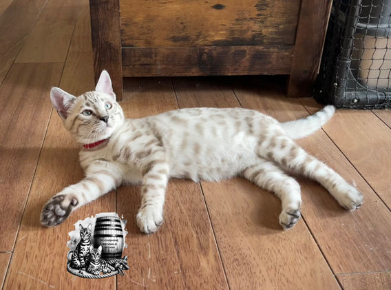 Moonshine Bengals: Silver snow mink bengal kitten, adventure bengal cats, hypoallergenic cat breeds,Moonshine Bengals is a bengal cat breeder in Idaho specializing high quality silvers. Family raised, socialized, TICA registered bengal kittens. Sepia Bengal Cat, Solid snow bengal, Silver Charcoal Bengal cat breeder, specialized silver bengal cat breeder, Idaho bengal cat breeder, Bengal Cat Breeders in Idaho, Bengal cat breeders in Wyoming, Bengal Cat breeders in Utah, Bengal kittens for sale in Idaho, Bengal kittens for sale, Bengal kittens for sale in Wyoming, Bengal kittens for sale in Utah, top rated silver bengal cat breeders in US, silver snow charcoal bengal kittens,Moonshine Bengals is a bengal cat breeder in Idaho specializing high quality silvers. Family raised, socialized, TICA registered bengal kittens. Sepia Bengal Cat, Solid snow bengal, Silver Charcoal Bengal cat breeder, specialized silver bengal cat breeder, Idaho bengal cat breeder, Bengal Cat Breeders in Idaho, Bengal cat breeders in Wyoming, Bengal Cat breeders in Utah, Bengal kittens for sale in Idaho, Bengal kittens for sale, Bengal kittens for sale in Wyoming, Bengal kittens for sale in Utah, top rated silver bengal cat breeders in US, silver snow charcoal bengal kittens