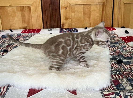 Moonshine Bengals: Silver bengal kitten, adventure bengal cats, hypoallergenic cat breeds,Moonshine Bengals is a bengal cat breeder in Idaho specializing high quality silvers. Family raised, socialized, TICA registered bengal kittens. Sepia Bengal Cat, Solid snow bengal, Silver Charcoal Bengal cat breeder, specialized silver bengal cat breeder, Idaho bengal cat breeder, Bengal Cat Breeders in Idaho, Bengal cat breeders in Wyoming, Bengal Cat breeders in Utah, Bengal kittens for sale in Idaho, Bengal kittens for sale, Bengal kittens for sale in Wyoming, Bengal kittens for sale in Utah, top rated silver bengal cat breeders in US, silver snow charcoal bengal kittens,Moonshine Bengals is a bengal cat breeder in Idaho specializing high quality silvers. Family raised, socialized, TICA registered bengal kittens. Sepia Bengal Cat, Solid snow bengal, Silver Charcoal Bengal cat breeder, specialized silver bengal cat breeder, Idaho bengal cat breeder, Bengal Cat Breeders in Idaho, Bengal cat breeders in Wyoming, Bengal Cat breeders in Utah, Bengal kittens for sale in Idaho, Bengal kittens for sale, Bengal kittens for sale in Wyoming, Bengal kittens for sale in Utah, top rated silver bengal cat breeders in US, silver snow charcoal bengal kittens