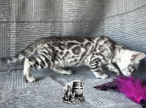 Moonshine Bengals: Silver bengal kitten, adventure bengal cats, hypoallergenic cat breeds,Moonshine Bengals is a bengal cat breeder in Idaho specializing high quality silvers. Family raised, socialized, TICA registered bengal kittens.  Sepia Bengal Cat, Solid snow bengal, Silver Charcoal Bengal cat breeder, specialized silver bengal cat breeder, Idaho bengal cat breeder, Bengal Cat Breeders in Idaho, Bengal cat breeders in Wyoming, Bengal Cat breeders in Utah, Bengal kittens for sale in Idaho, Bengal kittens for sale, Bengal kittens for sale in Wyoming, Bengal kittens for sale in Utah, top rated silver bengal cat breeders in US, silver snow charcoal bengal kittens,Moonshine Bengals is a bengal cat breeder in Idaho specializing high quality silvers. Family raised, socialized, TICA registered bengal kittens.  Sepia Bengal Cat, Solid snow bengal, Silver Charcoal Bengal cat breeder, specialized silver bengal cat breeder, Idaho bengal cat breeder, Bengal Cat Breeders in Idaho, Bengal cat breeders in Wyoming, Bengal Cat breeders in Utah, Bengal kittens for sale in Idaho, Bengal kittens for sale, Bengal kittens for sale in Wyoming, Bengal kittens for sale in Utah, top rated silver bengal cat breeders in US, silver snow charcoal bengal kittens