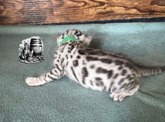 Moonshine Bengals: Silver bengal kitten, adventure bengal cats, hypoallergenic cat breeds,Moonshine Bengals is a bengal cat breeder in Idaho specializing high quality silvers. Family raised, socialized, TICA registered bengal kittens. Sepia Bengal Cat, Solid snow bengal, Silver Charcoal Bengal cat breeder, specialized silver bengal cat breeder, Idaho bengal cat breeder, Bengal Cat Breeders in Idaho, Bengal cat breeders in Wyoming, Bengal Cat breeders in Utah, Bengal kittens for sale in Idaho, Bengal kittens for sale, Bengal kittens for sale in Wyoming, Bengal kittens for sale in Utah, top rated silver bengal cat breeders in US, silver snow charcoal bengal kittens,Moonshine Bengals is a bengal cat breeder in Idaho specializing high quality silvers. Family raised, socialized, TICA registered bengal kittens. Sepia Bengal Cat, Solid snow bengal, Silver Charcoal Bengal cat breeder, specialized silver bengal cat breeder, Idaho bengal cat breeder, Bengal Cat Breeders in Idaho, Bengal cat breeders in Wyoming, Bengal Cat breeders in Utah, Bengal kittens for sale in Idaho, Bengal kittens for sale, Bengal kittens for sale in Wyoming, Bengal kittens for sale in Utah, top rated silver bengal cat breeders in US, silver snow charcoal bengal kittens