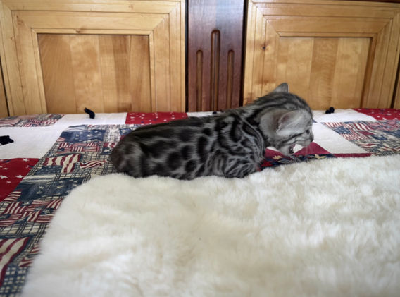 Moonshine Bengals: Silver bengal kitten, adventure bengal cats, hypoallergenic cat breeds,Moonshine Bengals is a bengal cat breeder in Idaho specializing high quality silvers. Family raised, socialized, TICA registered bengal kittens. Sepia Bengal Cat, Solid snow bengal, Silver Charcoal Bengal cat breeder, specialized silver bengal cat breeder, Idaho bengal cat breeder, Bengal Cat Breeders in Idaho, Bengal cat breeders in Wyoming, Bengal Cat breeders in Utah, Bengal kittens for sale in Idaho, Bengal kittens for sale, Bengal kittens for sale in Wyoming, Bengal kittens for sale in Utah, top rated silver bengal cat breeders in US, silver snow charcoal bengal kittens,Moonshine Bengals is a bengal cat breeder in Idaho specializing high quality silvers. Family raised, socialized, TICA registered bengal kittens. Sepia Bengal Cat, Solid snow bengal, Silver Charcoal Bengal cat breeder, specialized silver bengal cat breeder, Idaho bengal cat breeder, Bengal Cat Breeders in Idaho, Bengal cat breeders in Wyoming, Bengal Cat breeders in Utah, Bengal kittens for sale in Idaho, Bengal kittens for sale, Bengal kittens for sale in Wyoming, Bengal kittens for sale in Utah, top rated silver bengal cat breeders in US, silver snow charcoal bengal kittens