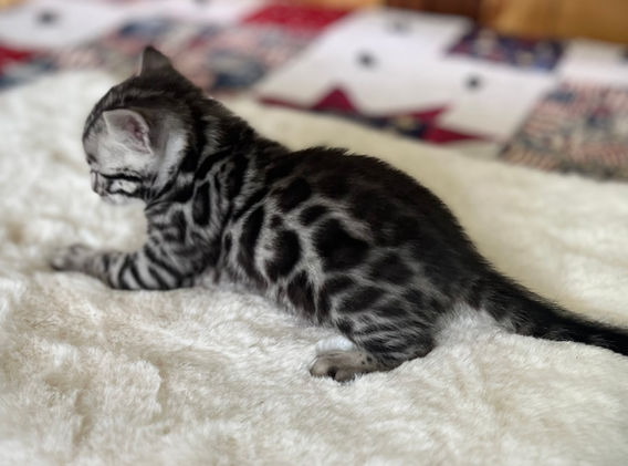 Moonshine Bengals: Silver bengal kitten, adventure bengal cats, hypoallergenic cat breeds,Moonshine Bengals is a bengal cat breeder in Idaho specializing high quality silvers. Family raised, socialized, TICA registered bengal kittens. Sepia Bengal Cat, Solid snow bengal, Silver Charcoal Bengal cat breeder, specialized silver bengal cat breeder, Idaho bengal cat breeder, Bengal Cat Breeders in Idaho, Bengal cat breeders in Wyoming, Bengal Cat breeders in Utah, Bengal kittens for sale in Idaho, Bengal kittens for sale, Bengal kittens for sale in Wyoming, Bengal kittens for sale in Utah, top rated silver bengal cat breeders in US, silver snow charcoal bengal kittens,Moonshine Bengals is a bengal cat breeder in Idaho specializing high quality silvers. Family raised, socialized, TICA registered bengal kittens. Sepia Bengal Cat, Solid snow bengal, Silver Charcoal Bengal cat breeder, specialized silver bengal cat breeder, Idaho bengal cat breeder, Bengal Cat Breeders in Idaho, Bengal cat breeders in Wyoming, Bengal Cat breeders in Utah, Bengal kittens for sale in Idaho, Bengal kittens for sale, Bengal kittens for sale in Wyoming, Bengal kittens for sale in Utah, top rated silver bengal cat breeders in US, silver snow charcoal bengal kittens