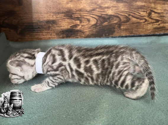 Moonshine Bengals: Silver bengal kitten, adventure bengal cats, hypoallergenic cat breeds,Moonshine Bengals is a bengal cat breeder in Idaho specializing high quality silvers. Family raised, socialized, TICA registered bengal kittens. Sepia Bengal Cat, Solid snow bengal, Silver Charcoal Bengal cat breeder, specialized silver bengal cat breeder, Idaho bengal cat breeder, Bengal Cat Breeders in Idaho, Bengal cat breeders in Wyoming, Bengal Cat breeders in Utah, Bengal kittens for sale in Idaho, Bengal kittens for sale, Bengal kittens for sale in Wyoming, Bengal kittens for sale in Utah, top rated silver bengal cat breeders in US, silver snow charcoal bengal kittens,Moonshine Bengals is a bengal cat breeder in Idaho specializing high quality silvers. Family raised, socialized, TICA registered bengal kittens. Sepia Bengal Cat, Solid snow bengal, Silver Charcoal Bengal cat breeder, specialized silver bengal cat breeder, Idaho bengal cat breeder, Bengal Cat Breeders in Idaho, Bengal cat breeders in Wyoming, Bengal Cat breeders in Utah, Bengal kittens for sale in Idaho, Bengal kittens for sale, Bengal kittens for sale in Wyoming, Bengal kittens for sale in Utah, top rated silver bengal cat breeders in US, silver snow charcoal bengal kittens