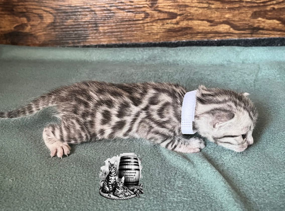 Moonshine Bengals: Silver bengal kitten, adventure bengal cats, hypoallergenic cat breeds,Moonshine Bengals is a bengal cat breeder in Idaho specializing high quality silvers. Family raised, socialized, TICA registered bengal kittens. Sepia Bengal Cat, Solid snow bengal, Silver Charcoal Bengal cat breeder, specialized silver bengal cat breeder, Idaho bengal cat breeder, Bengal Cat Breeders in Idaho, Bengal cat breeders in Wyoming, Bengal Cat breeders in Utah, Bengal kittens for sale in Idaho, Bengal kittens for sale, Bengal kittens for sale in Wyoming, Bengal kittens for sale in Utah, top rated silver bengal cat breeders in US, silver snow charcoal bengal kittens,Moonshine Bengals is a bengal cat breeder in Idaho specializing high quality silvers. Family raised, socialized, TICA registered bengal kittens. Sepia Bengal Cat, Solid snow bengal, Silver Charcoal Bengal cat breeder, specialized silver bengal cat breeder, Idaho bengal cat breeder, Bengal Cat Breeders in Idaho, Bengal cat breeders in Wyoming, Bengal Cat breeders in Utah, Bengal kittens for sale in Idaho, Bengal kittens for sale, Bengal kittens for sale in Wyoming, Bengal kittens for sale in Utah, top rated silver bengal cat breeders in US, silver snow charcoal bengal kittens