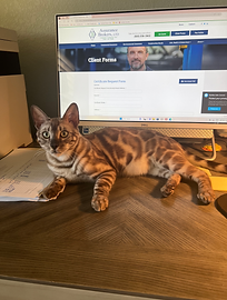 Mr. Finley - Silver Charcoal Snow Sepia Bengal Cat