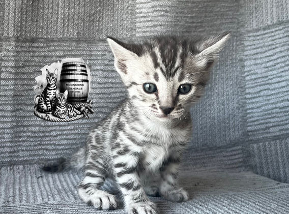 Moonshine Bengals: Silver bengal kitten, adventure bengal cats, hypoallergenic cat breeds,Moonshine Bengals is a bengal cat breeder in Idaho specializing high quality silvers. Family raised, socialized, TICA registered bengal kittens.  Sepia Bengal Cat, Solid snow bengal, Silver Charcoal Bengal cat breeder, specialized silver bengal cat breeder, Idaho bengal cat breeder, Bengal Cat Breeders in Idaho, Bengal cat breeders in Wyoming, Bengal Cat breeders in Utah, Bengal kittens for sale in Idaho, Bengal kittens for sale, Bengal kittens for sale in Wyoming, Bengal kittens for sale in Utah, top rated silver bengal cat breeders in US, silver snow charcoal bengal kittens,Moonshine Bengals is a bengal cat breeder in Idaho specializing high quality silvers. Family raised, socialized, TICA registered bengal kittens.  Sepia Bengal Cat, Solid snow bengal, Silver Charcoal Bengal cat breeder, specialized silver bengal cat breeder, Idaho bengal cat breeder, Bengal Cat Breeders in Idaho, Bengal cat breeders in Wyoming, Bengal Cat breeders in Utah, Bengal kittens for sale in Idaho, Bengal kittens for sale, Bengal kittens for sale in Wyoming, Bengal kittens for sale in Utah, top rated silver bengal cat breeders in US, silver snow charcoal bengal kittens