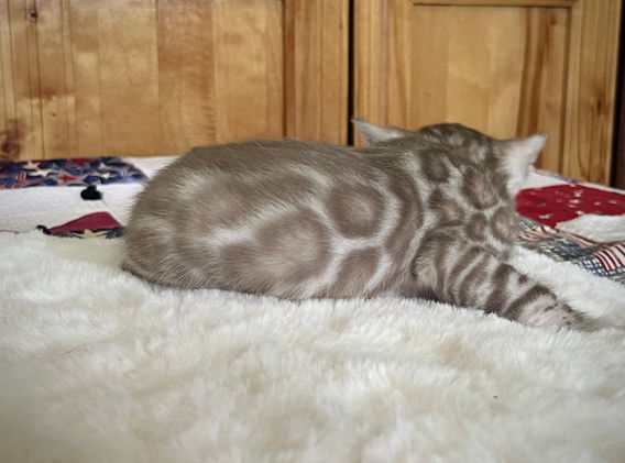 Moonshine Bengals: Silver bengal kitten, adventure bengal cats, hypoallergenic cat breeds,Moonshine Bengals is a bengal cat breeder in Idaho specializing high quality silvers. Family raised, socialized, TICA registered bengal kittens. Sepia Bengal Cat, Solid snow bengal, Silver Charcoal Bengal cat breeder, specialized silver bengal cat breeder, Idaho bengal cat breeder, Bengal Cat Breeders in Idaho, Bengal cat breeders in Wyoming, Bengal Cat breeders in Utah, Bengal kittens for sale in Idaho, Bengal kittens for sale, Bengal kittens for sale in Wyoming, Bengal kittens for sale in Utah, top rated silver bengal cat breeders in US, silver snow charcoal bengal kittens,Moonshine Bengals is a bengal cat breeder in Idaho specializing high quality silvers. Family raised, socialized, TICA registered bengal kittens. Sepia Bengal Cat, Solid snow bengal, Silver Charcoal Bengal cat breeder, specialized silver bengal cat breeder, Idaho bengal cat breeder, Bengal Cat Breeders in Idaho, Bengal cat breeders in Wyoming, Bengal Cat breeders in Utah, Bengal kittens for sale in Idaho, Bengal kittens for sale, Bengal kittens for sale in Wyoming, Bengal kittens for sale in Utah, top rated silver bengal cat breeders in US, silver snow charcoal bengal kittens