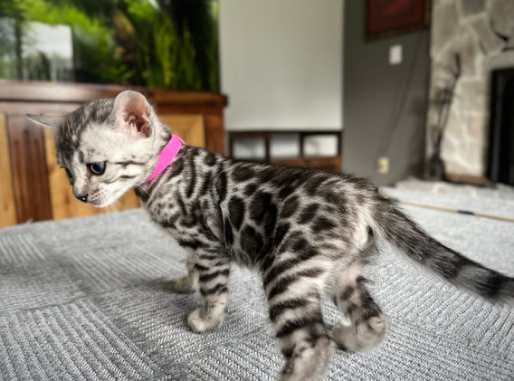 Moonshine Bengals: Silver bengal kitten, adventure bengal cats, hypoallergenic cat breeds,Moonshine Bengals is a bengal cat breeder in Idaho specializing high quality silvers. Family raised, socialized, TICA registered bengal kittens. Sepia Bengal Cat, Solid snow bengal, Silver Charcoal Bengal cat breeder, specialized silver bengal cat breeder, Idaho bengal cat breeder, Bengal Cat Breeders in Idaho, Bengal cat breeders in Wyoming, Bengal Cat breeders in Utah, Bengal kittens for sale in Idaho, Bengal kittens for sale, Bengal kittens for sale in Wyoming, Bengal kittens for sale in Utah, top rated silver bengal cat breeders in US, silver snow charcoal bengal kittens,Moonshine Bengals is a bengal cat breeder in Idaho specializing high quality silvers. Family raised, socialized, TICA registered bengal kittens. Sepia Bengal Cat, Solid snow bengal, Silver Charcoal Bengal cat breeder, specialized silver bengal cat breeder, Idaho bengal cat breeder, Bengal Cat Breeders in Idaho, Bengal cat breeders in Wyoming, Bengal Cat breeders in Utah, Bengal kittens for sale in Idaho, Bengal kittens for sale, Bengal kittens for sale in Wyoming, Bengal kittens for sale in Utah, top rated silver bengal cat breeders in US, silver snow charcoal bengal kittens