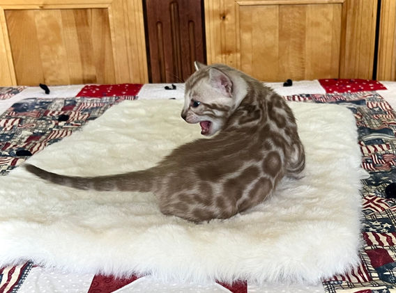 Moonshine Bengals: Silver bengal kitten, adventure bengal cats, hypoallergenic cat breeds,Moonshine Bengals is a bengal cat breeder in Idaho specializing high quality silvers. Family raised, socialized, TICA registered bengal kittens. Sepia Bengal Cat, Solid snow bengal, Silver Charcoal Bengal cat breeder, specialized silver bengal cat breeder, Idaho bengal cat breeder, Bengal Cat Breeders in Idaho, Bengal cat breeders in Wyoming, Bengal Cat breeders in Utah, Bengal kittens for sale in Idaho, Bengal kittens for sale, Bengal kittens for sale in Wyoming, Bengal kittens for sale in Utah, top rated silver bengal cat breeders in US, silver snow charcoal bengal kittens,Moonshine Bengals is a bengal cat breeder in Idaho specializing high quality silvers. Family raised, socialized, TICA registered bengal kittens. Sepia Bengal Cat, Solid snow bengal, Silver Charcoal Bengal cat breeder, specialized silver bengal cat breeder, Idaho bengal cat breeder, Bengal Cat Breeders in Idaho, Bengal cat breeders in Wyoming, Bengal Cat breeders in Utah, Bengal kittens for sale in Idaho, Bengal kittens for sale, Bengal kittens for sale in Wyoming, Bengal kittens for sale in Utah, top rated silver bengal cat breeders in US, silver snow charcoal bengal kittens