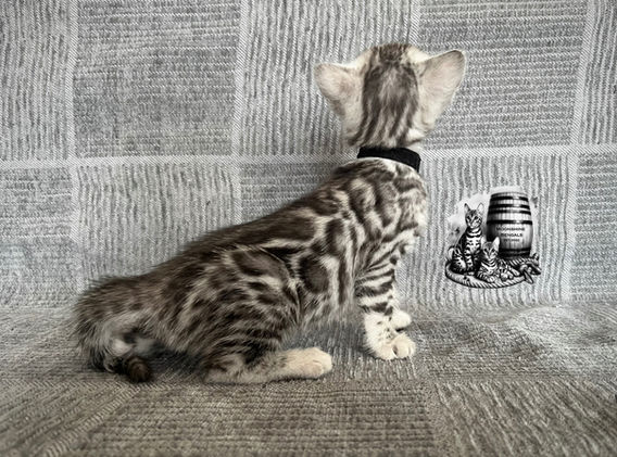 Moonshine Bengals: Silver bengal kitten, adventure bengal cats, hypoallergenic cat breeds,Moonshine Bengals is a bengal cat breeder in Idaho specializing high quality silvers. Family raised, socialized, TICA registered bengal kittens.  Sepia Bengal Cat, Solid snow bengal, Silver Charcoal Bengal cat breeder, specialized silver bengal cat breeder, Idaho bengal cat breeder, Bengal Cat Breeders in Idaho, Bengal cat breeders in Wyoming, Bengal Cat breeders in Utah, Bengal kittens for sale in Idaho, Bengal kittens for sale, Bengal kittens for sale in Wyoming, Bengal kittens for sale in Utah, top rated silver bengal cat breeders in US, silver snow charcoal bengal kittens,Moonshine Bengals is a bengal cat breeder in Idaho specializing high quality silvers. Family raised, socialized, TICA registered bengal kittens.  Sepia Bengal Cat, Solid snow bengal, Silver Charcoal Bengal cat breeder, specialized silver bengal cat breeder, Idaho bengal cat breeder, Bengal Cat Breeders in Idaho, Bengal cat breeders in Wyoming, Bengal Cat breeders in Utah, Bengal kittens for sale in Idaho, Bengal kittens for sale, Bengal kittens for sale in Wyoming, Bengal kittens for sale in Utah, top rated silver bengal cat breeders in US, silver snow charcoal bengal kittens