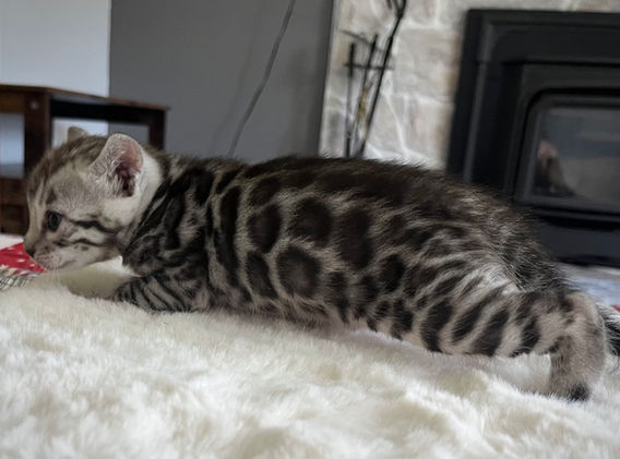 Moonshine Bengals: Silver bengal kitten, adventure bengal cats, hypoallergenic cat breeds,Moonshine Bengals is a bengal cat breeder in Idaho specializing high quality silvers. Family raised, socialized, TICA registered bengal kittens. Sepia Bengal Cat, Solid snow bengal, Silver Charcoal Bengal cat breeder, specialized silver bengal cat breeder, Idaho bengal cat breeder, Bengal Cat Breeders in Idaho, Bengal cat breeders in Wyoming, Bengal Cat breeders in Utah, Bengal kittens for sale in Idaho, Bengal kittens for sale, Bengal kittens for sale in Wyoming, Bengal kittens for sale in Utah, top rated silver bengal cat breeders in US, silver snow charcoal bengal kittens,Moonshine Bengals is a bengal cat breeder in Idaho specializing high quality silvers. Family raised, socialized, TICA registered bengal kittens. Sepia Bengal Cat, Solid snow bengal, Silver Charcoal Bengal cat breeder, specialized silver bengal cat breeder, Idaho bengal cat breeder, Bengal Cat Breeders in Idaho, Bengal cat breeders in Wyoming, Bengal Cat breeders in Utah, Bengal kittens for sale in Idaho, Bengal kittens for sale, Bengal kittens for sale in Wyoming, Bengal kittens for sale in Utah, top rated silver bengal cat breeders in US, silver snow charcoal bengal kittens