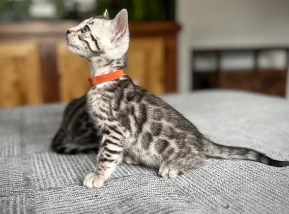 Moonshine Bengals: Silver bengal kitten, adventure bengal cats, hypoallergenic cat breeds,Moonshine Bengals is a bengal cat breeder in Idaho specializing high quality silvers. Family raised, socialized, TICA registered bengal kittens. Sepia Bengal Cat, Solid snow bengal, Silver Charcoal Bengal cat breeder, specialized silver bengal cat breeder, Idaho bengal cat breeder, Bengal Cat Breeders in Idaho, Bengal cat breeders in Wyoming, Bengal Cat breeders in Utah, Bengal kittens for sale in Idaho, Bengal kittens for sale, Bengal kittens for sale in Wyoming, Bengal kittens for sale in Utah, top rated silver bengal cat breeders in US, silver snow charcoal bengal kittens,Moonshine Bengals is a bengal cat breeder in Idaho specializing high quality silvers. Family raised, socialized, TICA registered bengal kittens. Sepia Bengal Cat, Solid snow bengal, Silver Charcoal Bengal cat breeder, specialized silver bengal cat breeder, Idaho bengal cat breeder, Bengal Cat Breeders in Idaho, Bengal cat breeders in Wyoming, Bengal Cat breeders in Utah, Bengal kittens for sale in Idaho, Bengal kittens for sale, Bengal kittens for sale in Wyoming, Bengal kittens for sale in Utah, top rated silver bengal cat breeders in US, silver snow charcoal bengal kittens