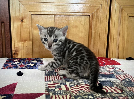 Moonshine Bengals: Silver bengal kitten, adventure bengal cats, hypoallergenic cat breeds,Moonshine Bengals is a bengal cat breeder in Idaho specializing high quality silvers. Family raised, socialized, TICA registered bengal kittens. Sepia Bengal Cat, Solid snow bengal, Silver Charcoal Bengal cat breeder, specialized silver bengal cat breeder, Idaho bengal cat breeder, Bengal Cat Breeders in Idaho, Bengal cat breeders in Wyoming, Bengal Cat breeders in Utah, Bengal kittens for sale in Idaho, Bengal kittens for sale, Bengal kittens for sale in Wyoming, Bengal kittens for sale in Utah, top rated silver bengal cat breeders in US, silver snow charcoal bengal kittens,Moonshine Bengals is a bengal cat breeder in Idaho specializing high quality silvers. Family raised, socialized, TICA registered bengal kittens. Sepia Bengal Cat, Solid snow bengal, Silver Charcoal Bengal cat breeder, specialized silver bengal cat breeder, Idaho bengal cat breeder, Bengal Cat Breeders in Idaho, Bengal cat breeders in Wyoming, Bengal Cat breeders in Utah, Bengal kittens for sale in Idaho, Bengal kittens for sale, Bengal kittens for sale in Wyoming, Bengal kittens for sale in Utah, top rated silver bengal cat breeders in US, silver snow charcoal bengal kittens