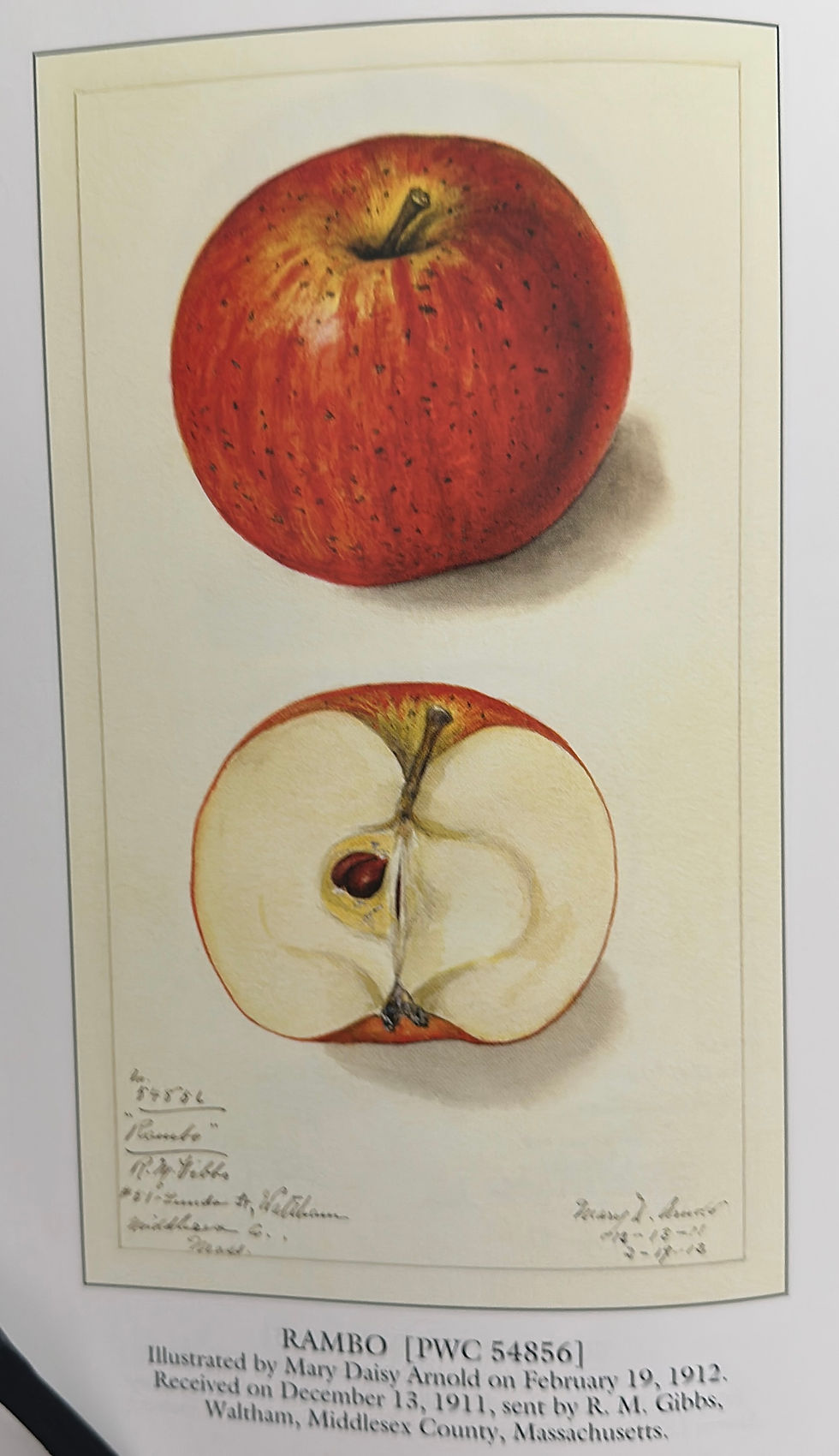 Thumbnail: Johnny Appleseed Rambo Apple Tree 