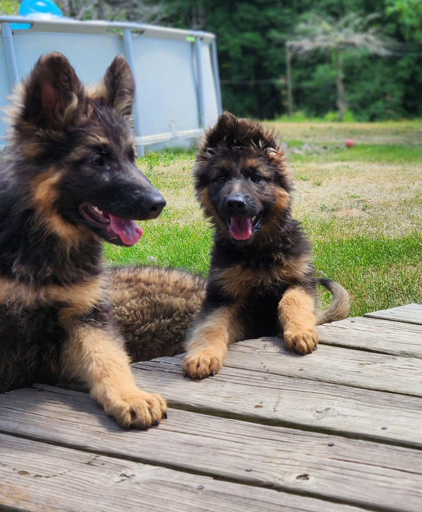 Imported Male 2 J.A. von Der Kaiserlinde 