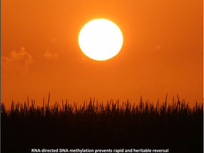 Publication on PLOS Genetics.