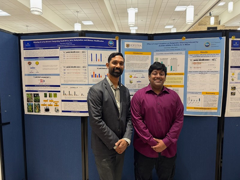 Our two posters from Aaron (left) and Zuhair (right), representing three semesters of work, including a productive summer. They presented phenotypic, mutant, small RNA, DNA methylation, and gene expression data. Two complete research stories!