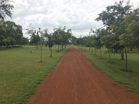 The Road to Mango