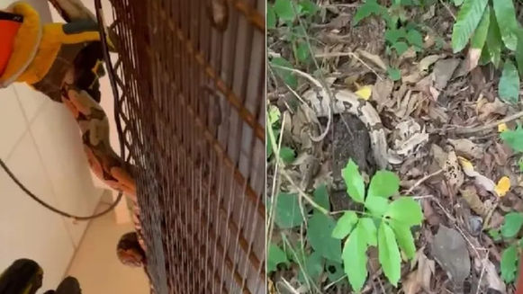 Tangará da Serra entre os municípios com mais resgates de animais silvestres pelo Corpo de Bombeiros