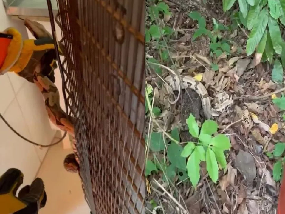 Tangará da Serra entre os municípios com mais resgates de animais silvestres pelo Corpo de Bombeiros