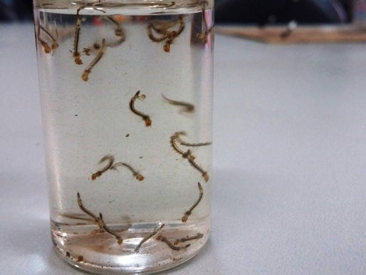 Jovem na UTI: 8 em cada 10 casas de Tangará da Serra possuem focos do mosquito da dengue