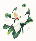 Magnolia by Aemilia jpg 600.jpeg