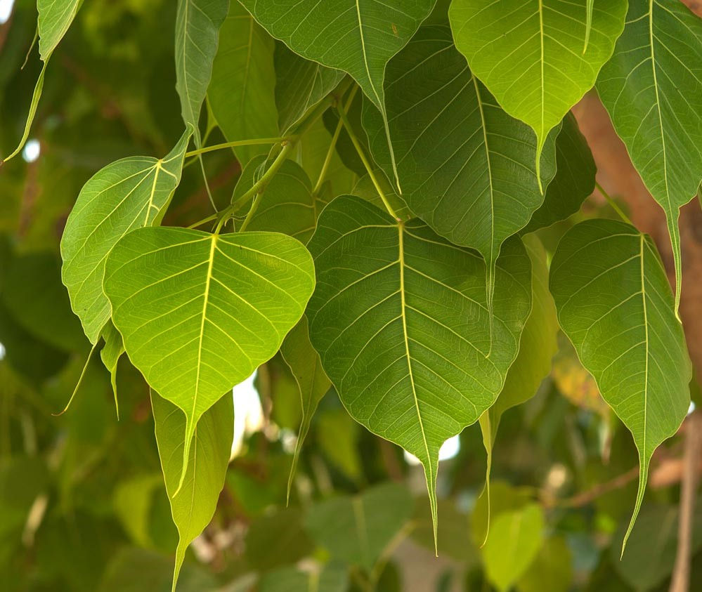 فيكس لسان العصفور