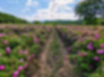 Bratsigov rose plantations