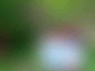 Байкушева мура – живо същество на възрастта на България и едно от най-старите дървета в света