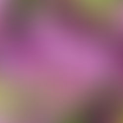 Цъфтежът на дивите рожкови в Хисаря