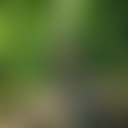 Historic site Kostina near the village of Ribaritsa