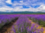 Patalen lavender fields