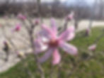 Blooming magnolias in the fortress "Peristera" in the town of Peshtera