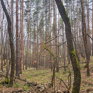Пътека "Алея на Свободата", свързваща гр. Панагюрище и Историческа местност Оборище