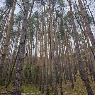 Пътека "Алея на Свободата", свързваща гр. Панагюрище и Историческа местност Оборище