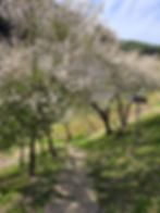 Старата римска баня край Добринище