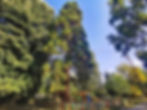 Sequoias in the park of the city of Dolna Banya