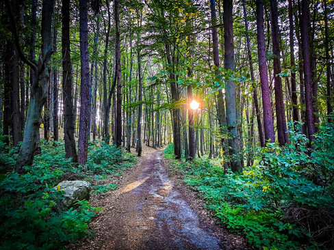 Буковите гори край село Панагюрски колонии през пролетта