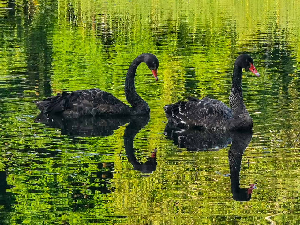 A pair of black swans in the lake of the village of Panagyurski Kolonii