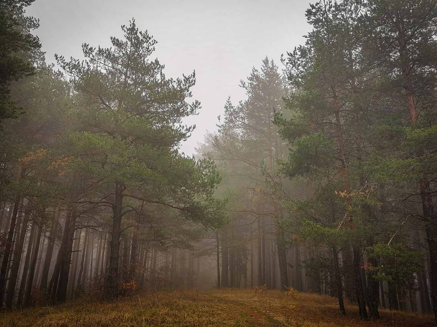 Разходка в мъглата
