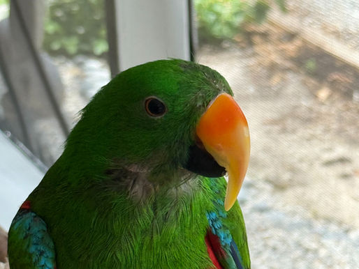 So You’re Thinking About A Parrot