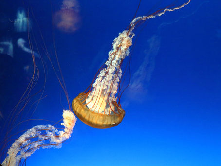 Sharing some pictures - Blue ocean 